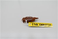 藏品(雙齒近相手蟹)的圖片